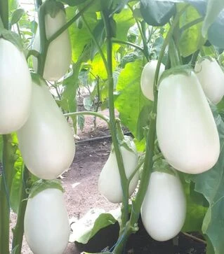 Семена баклажана CRX 50187 F1, п.е. 250 семян (Cora Seeds)