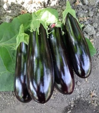 Насіння баклажану ES 35008 F1, п.о. 500 насінин (Ergon)