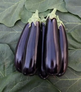 Насіння баклажану ES 35007 F1, п.о. 500 насінин (Ergon)