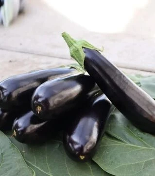 Насіння баклажану ES 35007 F1, п.о. 500 насінин (Ergon)