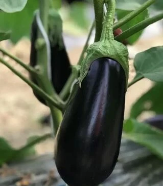 Семена баклажана Циклоп F1 (CRX 50170 F1), п.е. 1 тыс. семян (Cora Seeds)