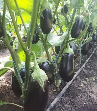 Насіння баклажану Циклоп F1 (CRX 50170 F1), п.о. 1 тис. насінин (Cora Seeds)