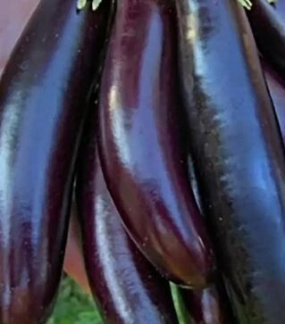 Семена баклажана Гоби, 50 г (Moravoseed)