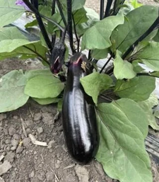 Семена баклажана Дэн F1, п.е. 1 тыс. семян (Spark Seeds)