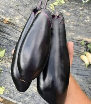 Семена баклажана Дэн F1, п.е. 1 тыс. семян (Spark Seeds)