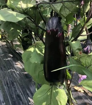 Семена баклажана Дэн F1, п.е. 1 тыс. семян (Spark Seeds)