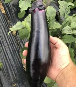 Семена баклажана Дэн F1, п.е. 1 тыс. семян (Spark Seeds)