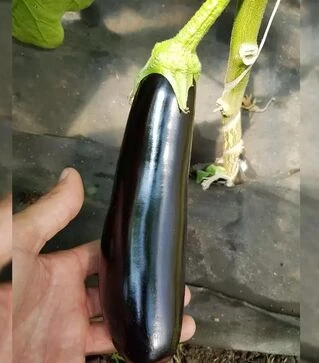 Насіння баклажану Караман F1, п.о. 1 тис. насінин (Libra Seeds)