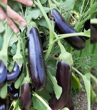 Насіння баклажану Караман F1, п.о. 1 тис. насінин (Libra Seeds)