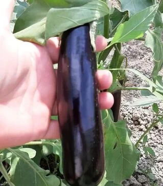 Насіння баклажану Караман F1, п.о. 1 тис. насінин (Libra Seeds)