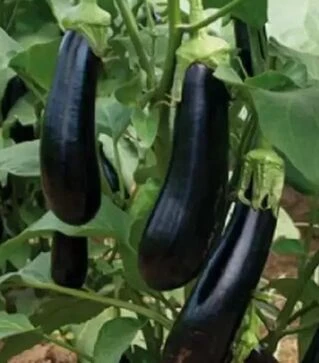 Насіння баклажану Мабел F1, п.о. 250 насінин (Vitalis)