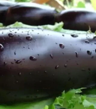 Насіння баклажану Мабел F1, п.о. 250 насінин (Vitalis)