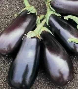 Семена баклажана Классик F1, 50 г (Clause)