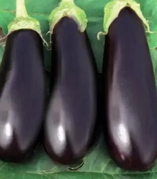 Семена баклажана Фабина F1, 50 г (Clause)