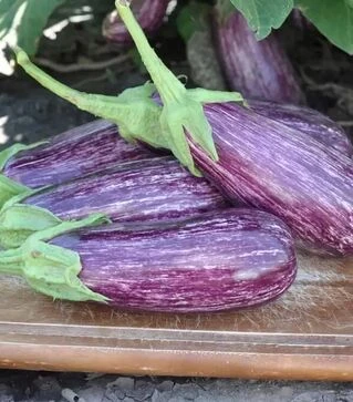 Семена баклажана Лейре F1, п.е. 1 тыс. семян (Rijk Zwaan)