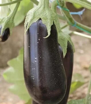 Семена баклажана Эльдорадо F1, п.е. 1 тыс. семян (Libra Seeds)