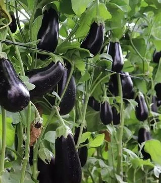 Насіння баклажану Мідас F1, п.о. 1 тис. насінин (Bakker Brothers)