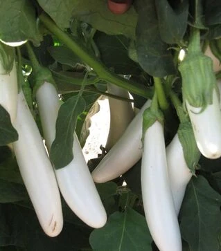 Насіння баклажану Вайтмен F1, п.о. 1 тис. насінин (Innova Seeds)