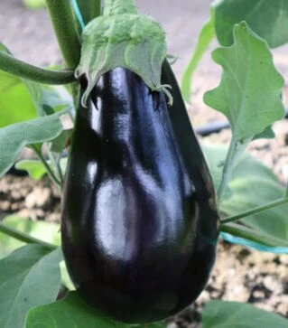 Насіння баклажана ES 3592 F1, п.о. 100 насінин (Ergon Seed)