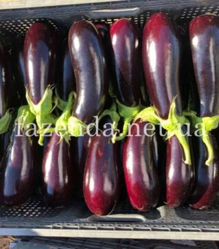 Семена баклажана Анатолия F1, п.о. 100 семян (Rijk Zwaan)