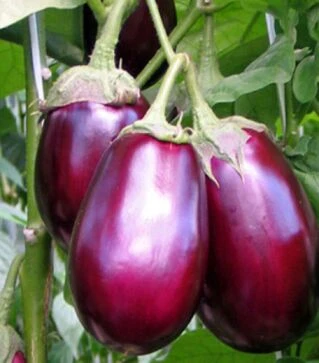 Насіння баклажана Беата F1, п.о. 1 тис. насінин (Semo)