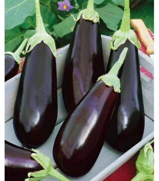 Семена баклажана Гоби, 5 г (Moravo Seed)