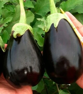 Семена баклажана Гордита F1, п.о. 1 тыс. семян (United Genetics)