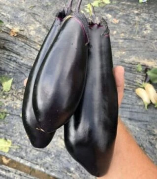 Насіння баклажана Ден F1, п.о. 100 насінин (Spark Seeds)