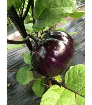 Насіння баклажана Джаз F1, п.о. 100 насінин (Spark Seeds)