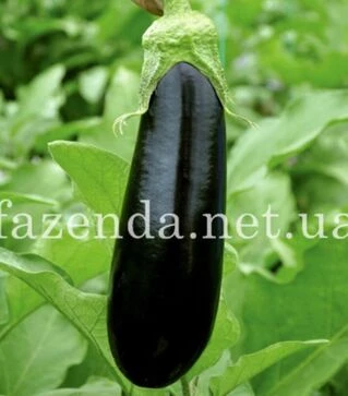 Насіння баклажана Ельдорадо F1, п.о. 250 насінин (Libra Seeds)