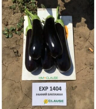 Насіння баклажана Казимир F1, п.о. 100 насінин (Clause)