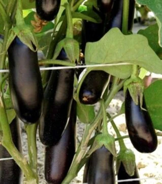 Насіння баклажана Каранта F1, п.о. 500 насінин (BT TOHUM)