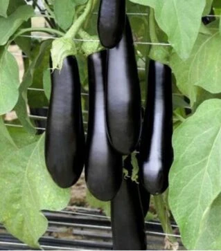 Насіння баклажана Каратека F1, п.о. 1 тис. насінин (BT TOHUM)