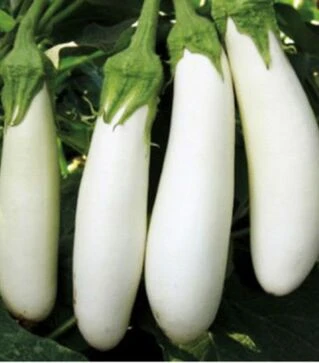 Семена баклажана Карбеяз F1, п.о. 500 семян (BT TOHUM)