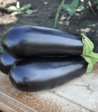 Насіння баклажана КС 5070 F1, п.о. 100 насінин (Kitano Seeds)