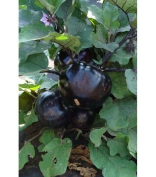 Семена баклажана Лаура, 1 кг (Moravo Seed)