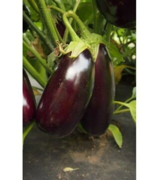 Насіння баклажана Неро, 5 г (Moravo Seed)