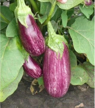 Насіння баклажана Ріко F1, п.о. 100 насінин (Spark Seeds)