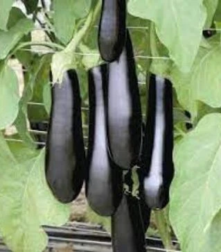 Насіння баклажана Рома F1, п.о. 500 насінин (ESASEM)