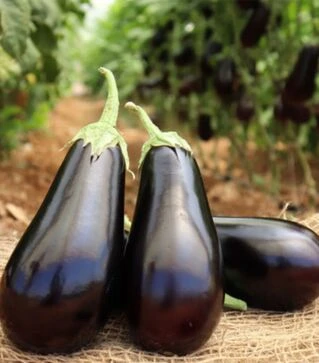 Семена баклажана Чивас (PL 6760) F1, п.о. 500 семян (Bakker Brothers)