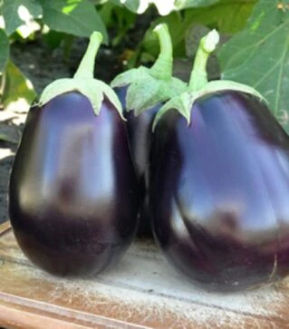 Насіння баклажана Шеріл F1, п.о. 100 насінин (Rijk Zwaan)