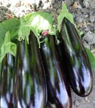 Насіння баклажана ES 35008 F1, п.о. 100 насінин (Ergon Seed)