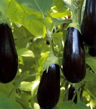 Насіння баклажана Отелло F1, п.о. 1 тис. насінин (Nasko)