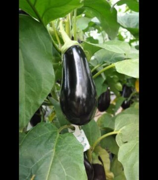 Семена баклажана Шарапова F1, п.о. 100 семян (Rijk Zwaan)