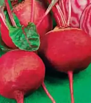 Насіння буряка Тонда Ді Кьожжа, 500 г (Коуел)