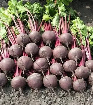 Насіння буряка Боро F1, п.о. 1 тис. насінин (Bejo)