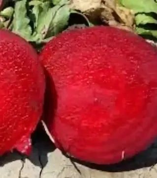 Семена свеклы Детройт, 1 кг (Libra Seeds)