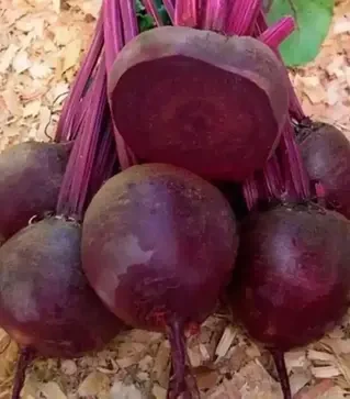 Семена свеклы Кестрел F1, п.е. 500 тыс. семян (Sakata)