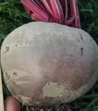 Насіння буряка Нобол, 1 кг (Clause)