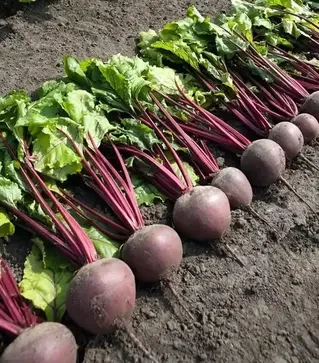 Насіння буряка Пабло F1, п.о. 1 тис. насінин (Bejo)